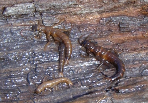 Turning stones Turning stones