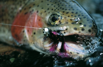 Firetail Booby at work Firetail Booby at work