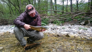 Brownie without spots Brownie without spots