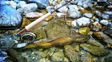 Gear and fish Gear and fish