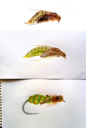 Natural, drawing, fly Natural, drawing, fly