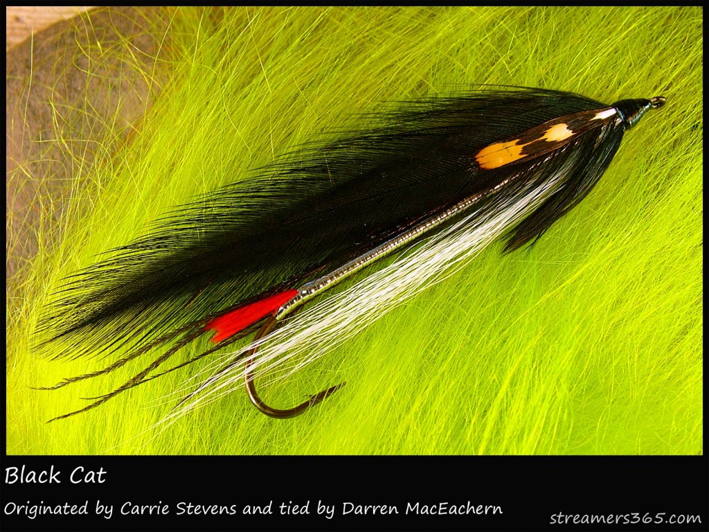 #50 Black Cat - Darren MacEachern #50 Black Cat - Darren MacEachern