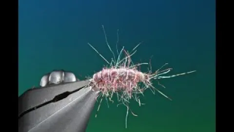 Video thumb for Amorous Gammarus