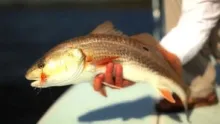 Video thumb for October Redfish Report