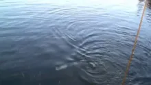 Video thumb for Pike fishing