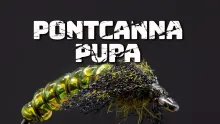Video thumb for Pontcanna Pupa