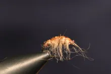 Video thumb for Golden Scud