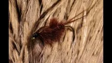 Video thumb for Brown Ostrich Nymph