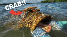 Video thumb for 35lb Goliath Grouper sight fished ON FLY!