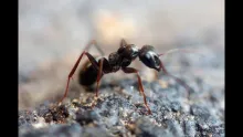 Video thumb for Simple Black Ant