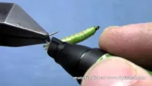 Video thumb for Chewee Cranefly Larva