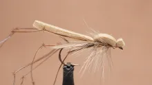 Video thumb for Crane Fly Dry (Daddy Long Legs)
