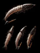 User submitted picture: Larva