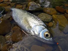 User submitted picture: Bleak  with micro-nymph.