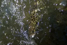User submitted picture: Small Brookies