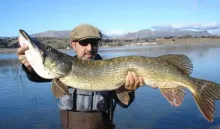 User submitted picture: Spanish pike caught for D...