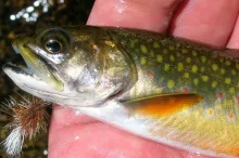 User submitted picture: A Wild Brook Trout