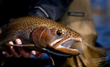 User submitted picture: First fish of the Season ...