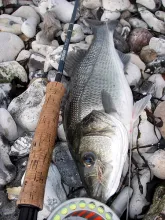 User submitted picture: My first seabass... The f...