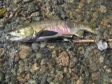 User submitted picture: My first chum salmon on t...
