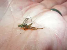 User submitted picture: Emerging Callibaetis mayf...