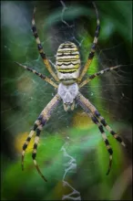 User submitted picture: Spider taken with canon 3...