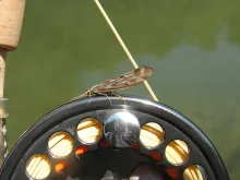 User submitted picture: A beautiful sedge photogr...