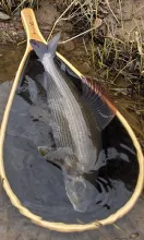 User submitted picture: Nith Grayling