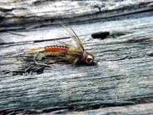 User submitted picture: Soft hackle "D" rib golde...