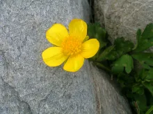 User submitted picture: It may be a single small ...