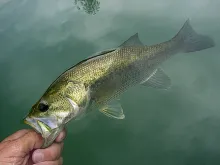 User submitted picture: BLACK BASS 