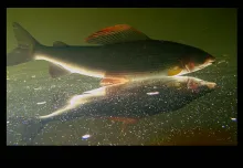 User submitted picture: ...in the mirror