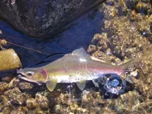 User submitted picture: Pink Male