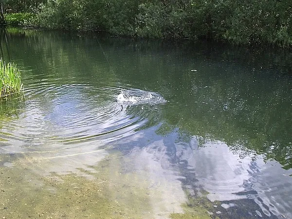 User submitted picture: A 43cm brown trout falls ...