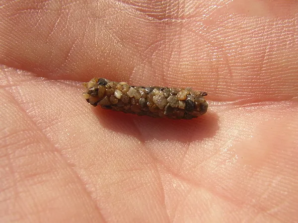 User submitted picture: Caddis larva.....