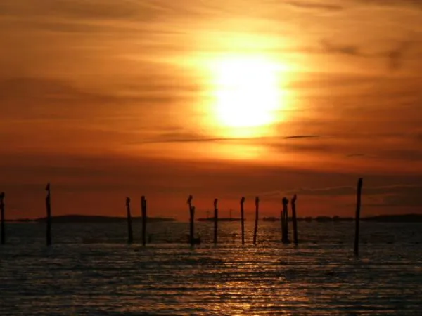 User submitted picture: Cormorants at the sunset