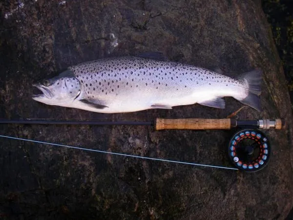 User submitted picture: seatrout