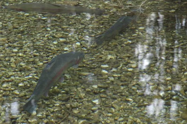 User submitted picture: A honey hole holding some...