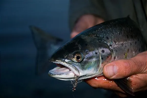 User submitted picture: Fresh Danish seatrout