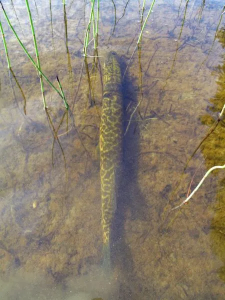 User submitted picture: LAPPLAND 2011 By www.guid...