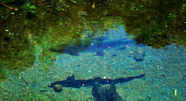 User submitted picture: big boy