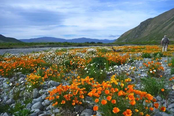 User submitted picture: Early Summer on NZ's Tek...