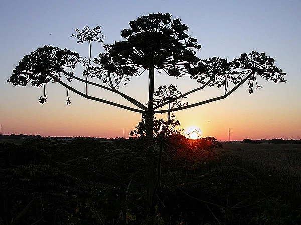 User submitted picture: The Hated Hogweed