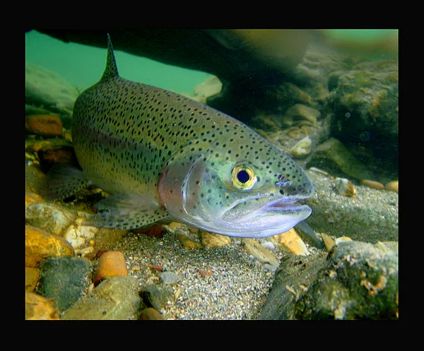 User submitted picture:  "at home"