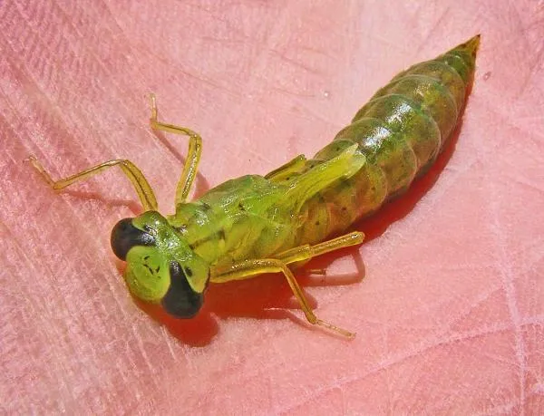 User submitted picture: Molting dragonfly nymph. 