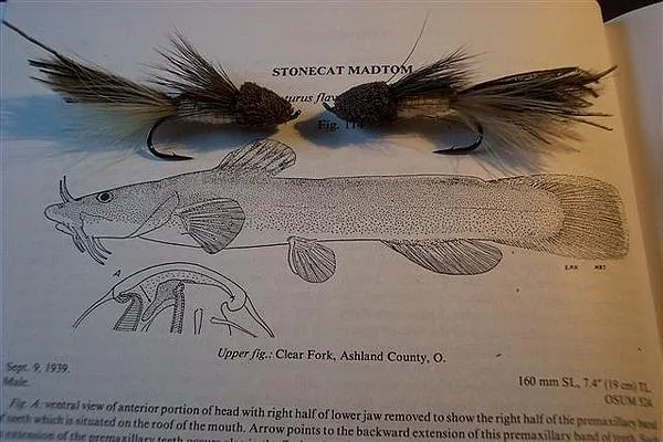 User submitted picture: The Mad Tom is a small, b...