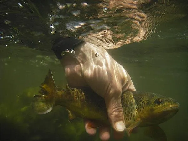 User submitted picture: Releasing a small brown t...