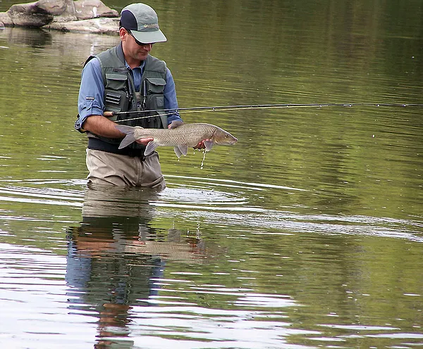 User submitted picture: Barbel of the River Guadi...