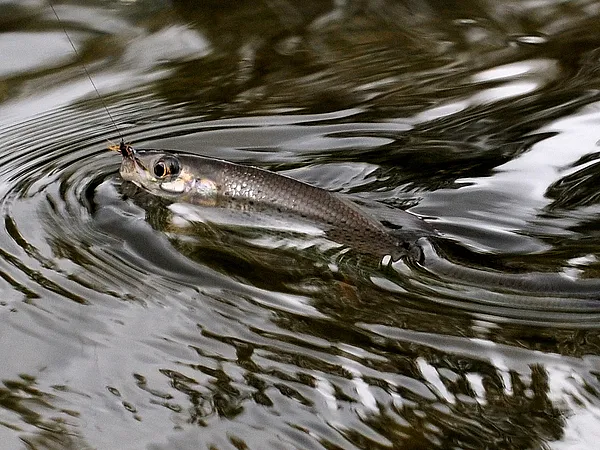 User submitted picture: Grayling - taken a midge